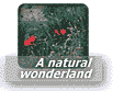 Natural Wonderland